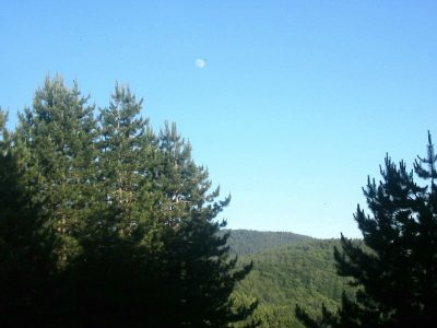 Bosco di pine e abeti in Abruzzo